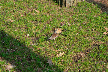 A bird on the grass