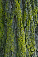 Tree bark with moss