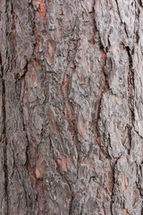 Pine bark texture.