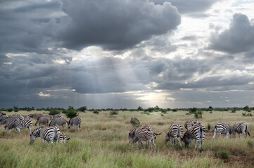 Burchell's zebra herd against a backdrop of open plains and stormy sky