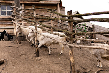 Goats of various colors including white, gray, black, and brown are gathered on a sloped dirt area....