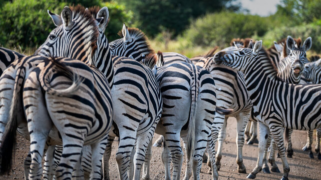 single-hoofed-imagens-procure-138-fotos-vetores-e-v-deos-adobe-stock