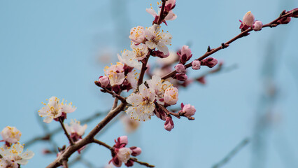 blooming apricot