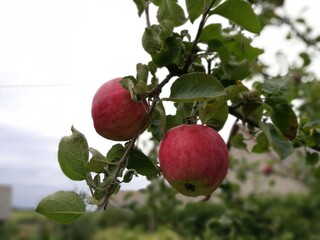 Apple tree branches with leaves and apples. Garden background. Gardening and agriculture. 