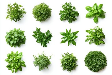 Obraz premium Fresh Culinary Herbs Collection Basil Parsley Mint Thyme More Vibrant Green Tones on White