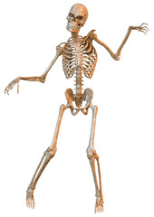 3D Rendering Human Skeleton on White
