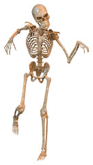 3D Rendering Human Skeleton on White