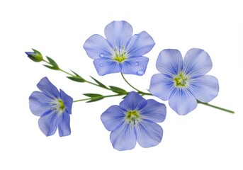 Fototapeta premium Macro photography of delicate blue flax flowers with soft petals and dewdrops on white background