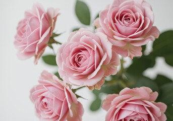 Close-up of pink roses with delicate petals and soft focus on white background in romantic floral arrangement