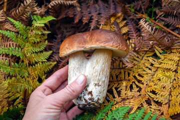 Porcini mushroom against a background of yellow, green and brown fern leaves, side view
