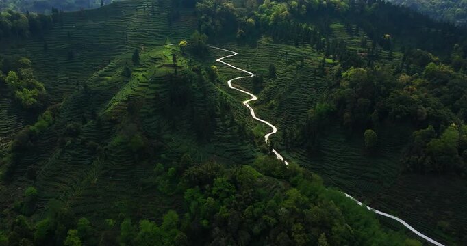 aerial view of spring green tea farm in the mountain of Sichuan Yaan