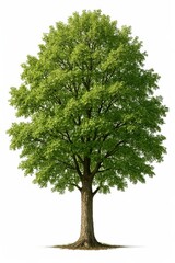 Obraz premium Lush Green Tree With Dense Foliage Stands Tall in Bright Daylight Against a Clear Background