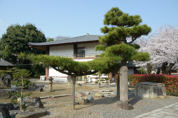 本願寺山科別院　境内の松と研修会感　京都市山科区