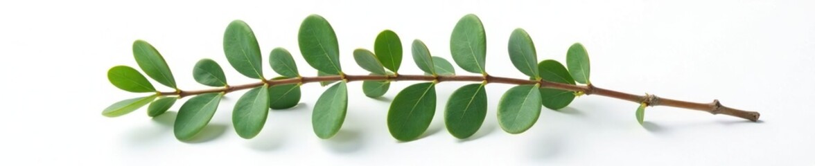 Fototapeta premium A single eucalyptus branch isolated on white surface, foliage, plant detail