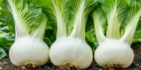 Photograph of full bok choy plant growing in garden row, soft backlight, organic farming style