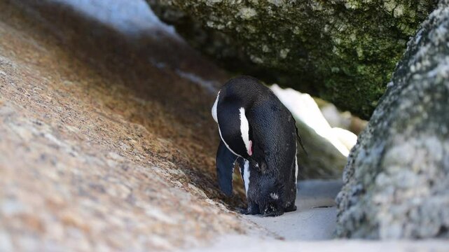 One little African penguin on sandy beach hiding between rocks. Spheniscus demersus or jackass penguin. Colony on Boulders Beach Nature Reserve in Simon's Town in South Africa. Wildlife nature birds