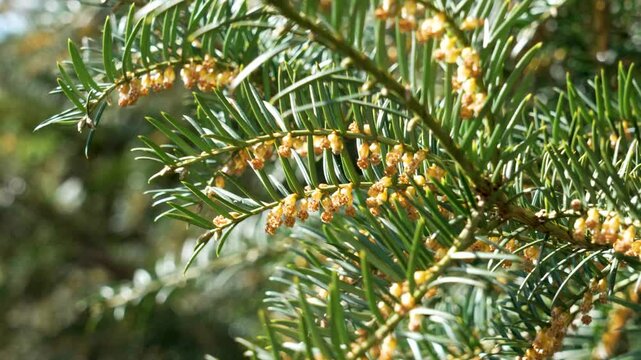 Blooming spring European yew with gold pollen inflorescences and green needles. Taxus baccata plant in sunny day