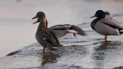 A female mallard stands in shallow water, bathed in warm sunlight. Other ducks, slightly out of focus, rest and preen in the background. Gentle ripples form around the bird's orange webbed feet.