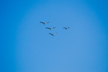 birds in flight