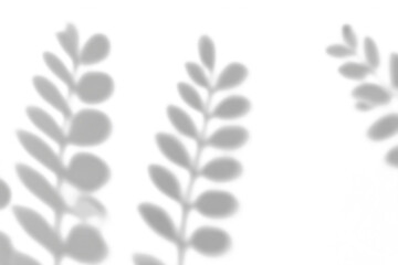 shadow overlay effects of realistic leaves and tree branch shadow on transparent png background,Summer sunlight and shadow overlay effect