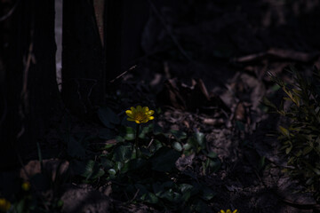 yellow flower on the ground