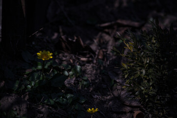 yellow flower on the ground