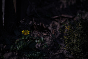 yellow flower on the ground
