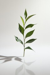 Fototapeta premium Clean botanical object, studio-quality clarity, centered on white background
