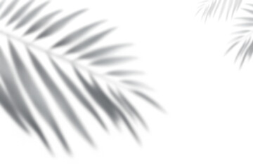 Overlay effects of realistic palm leaf shadows shadows isolated on transparent background,tropical leaves shadows