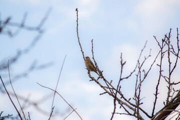 bird on a branch