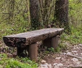 bench in the forest