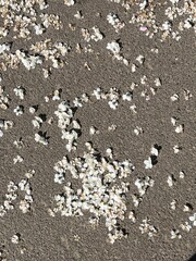 Cherry blossom pedals