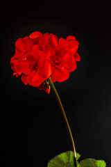 Red geranium flower on a black background