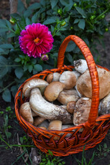 Porcini mushroom (Boletus edulis) in a wicker basket and a purple dahlia flower