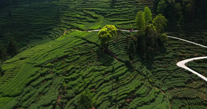 aerial view of spring green tea farm in the mountain of Sichuan Yaan