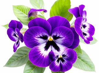  Vibrant purple pansies with green leaves, showcasing stunning floral patterns on a white backdrop © Cynthia