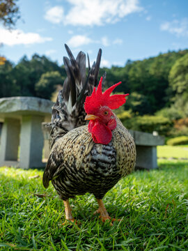  Fancy Japanese Bantam Rooster
