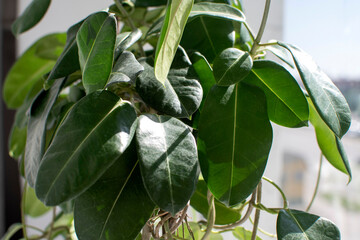 Close up view of a green leves of a home decorative plant stephanotis floribunda
