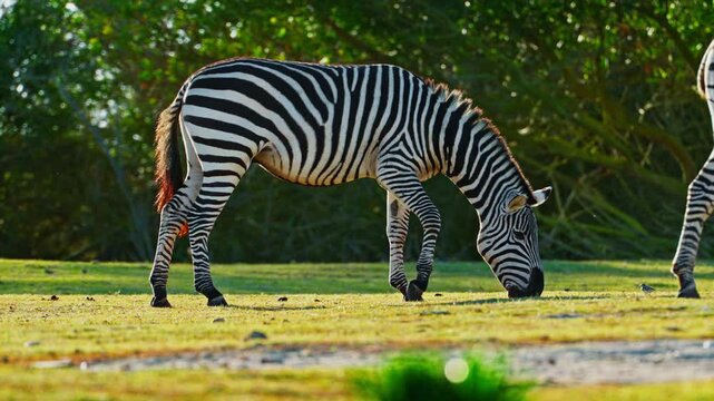 Closeup of a striped wild african zebra face standing and eating alone on the pasture. Wildlife of endangered animal species