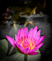 Bee Hovering Over Pink Lotus.
A bee with pollen sacs is captured mid-flight, approaching a vibrant...