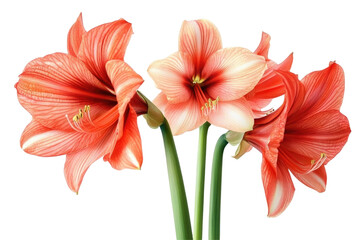 Amaryllis Lily Flowers on transparent background