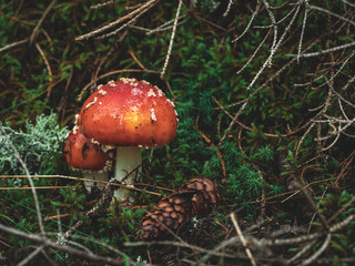 Two Fly Agaric Mushrooms in Forest.
Two fly agaric mushrooms with red caps and white spots grow among moss, pine needles, and a pine cone on the forest floor.