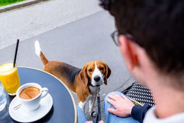 Cute beagle dog with leash looking at person enjoying breakfast at a Parisian outdoor cafe