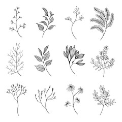 A collection of hand-drawn botanical elements with intricate floral details. Suitable for digital art, fabric prints, greeting cards, and branding.
