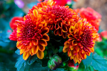 Beautiful red flowers closeup shot in the garden.