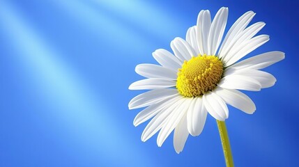 Naklejka premium A daisy captured at sunrise with beams lighting from behind, perfect backlighting effect