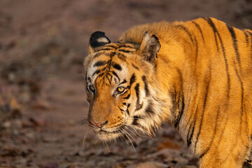Bengal Tiger in the Jungles of India 