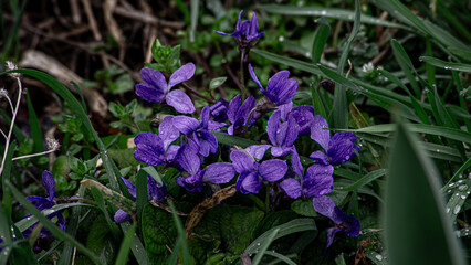 flowers in the garden