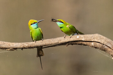 Bee Eaters in the Jungles of India 