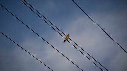 high voltage wires bird
